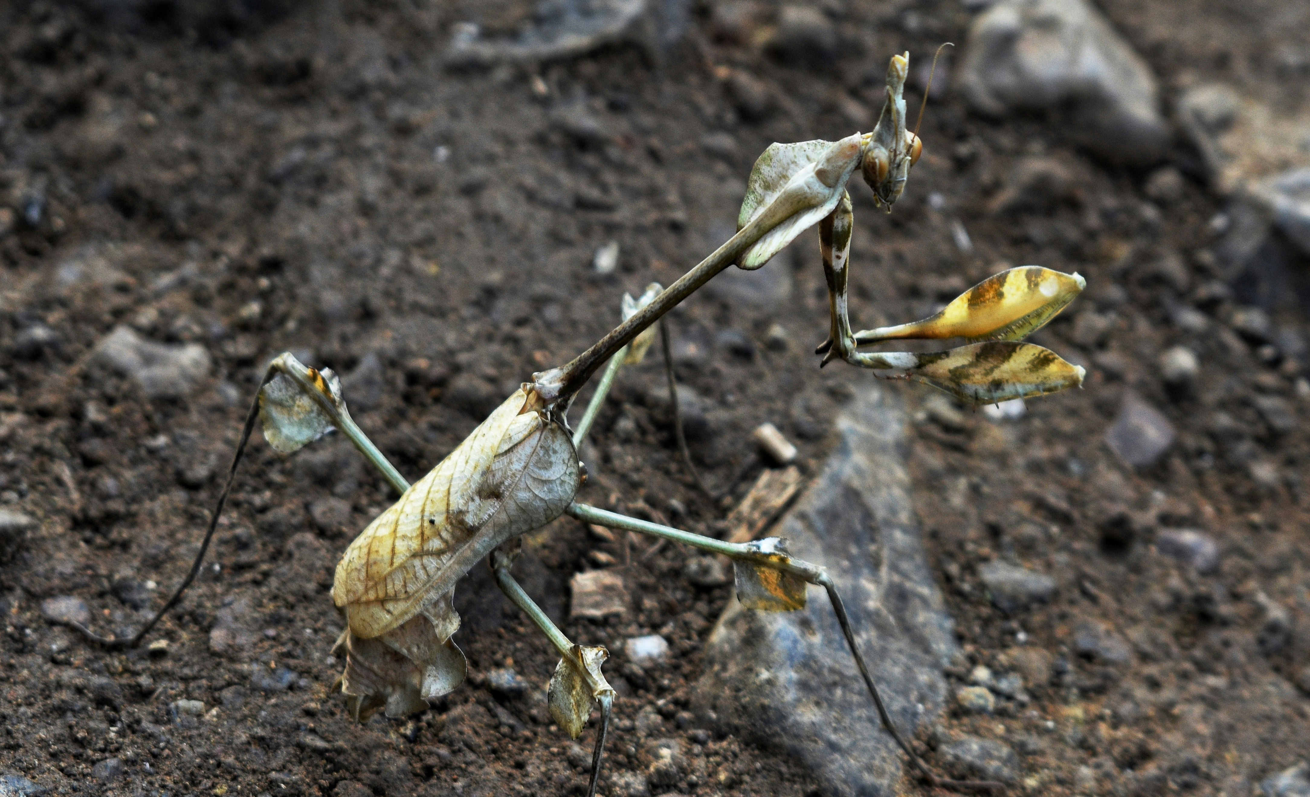 brown praying mantis on brown soil in close up photography during daytime